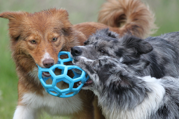 Samen de bal terug brengen...