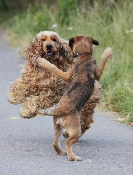 Samen de ChaCha dansen...