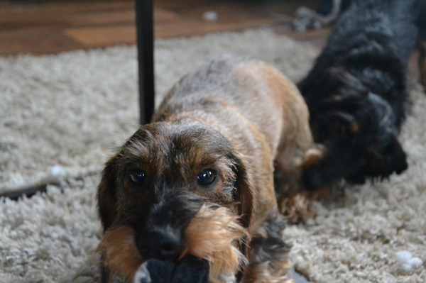 Samen trekken wij jou wel omver!