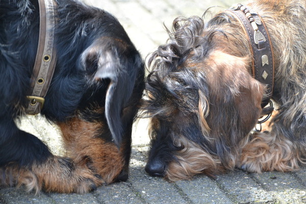 Samen op jacht naar een mier