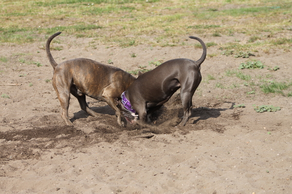 samen kuil graven