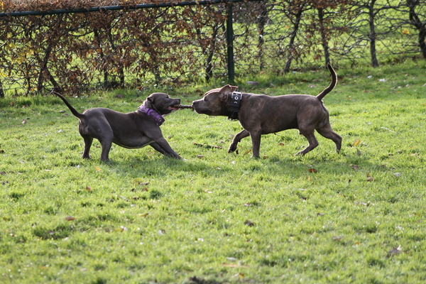 samen spelen