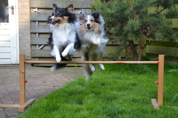 Duo agility