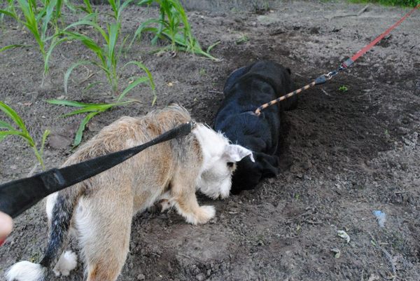 Samen een putje graven..
