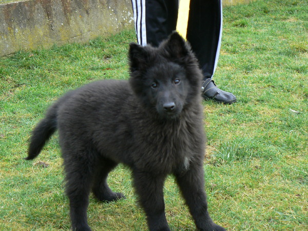 Groenendaelkennel van Hof ter Brughe