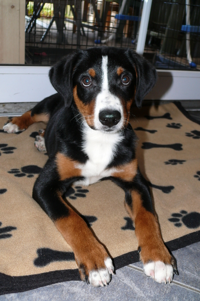 Appenzeller Sennenhond