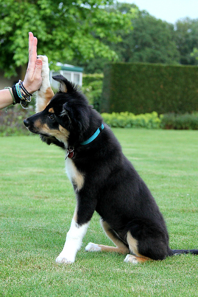 High five partner !