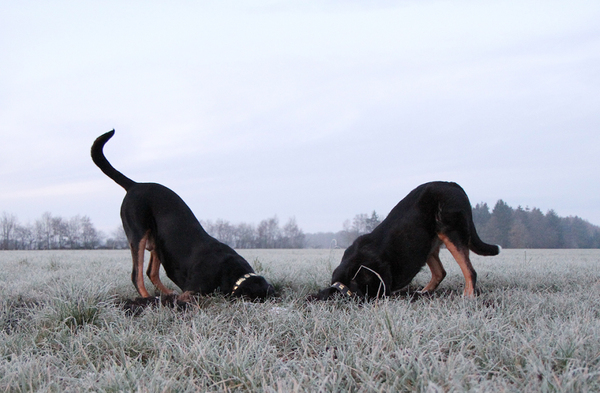 Samen muizen zoeken...