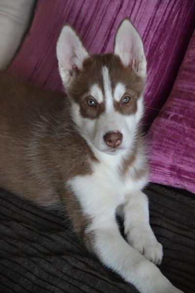 En toen was ik alweer 11 weken.