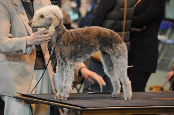 Bedlington Terrier