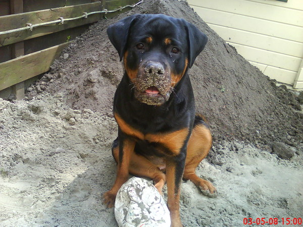 Rottweiler