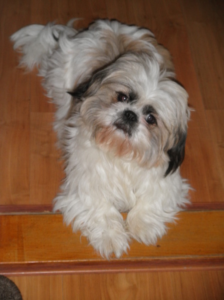 Shih Tzu