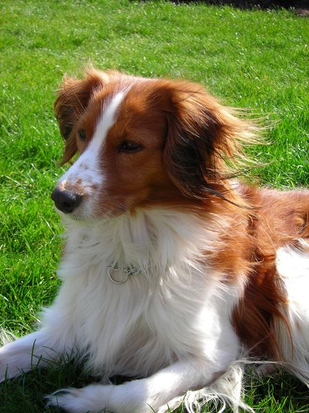 Kooikerhondje