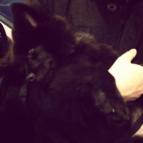 Keeshond, Middenslag