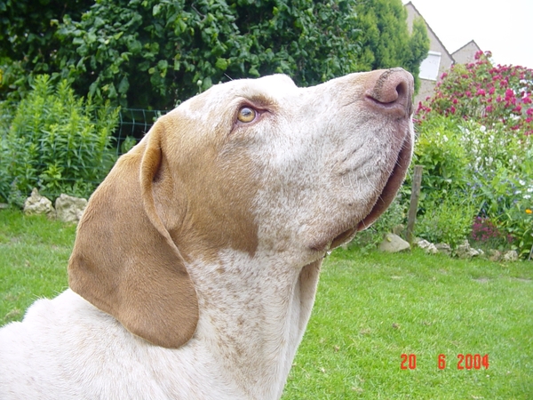 Bracco Italiano