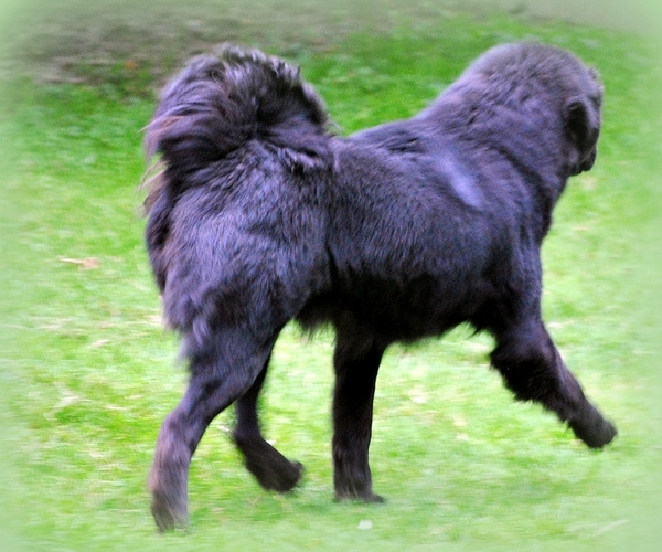 Detchema Tibetaanse Mastiff