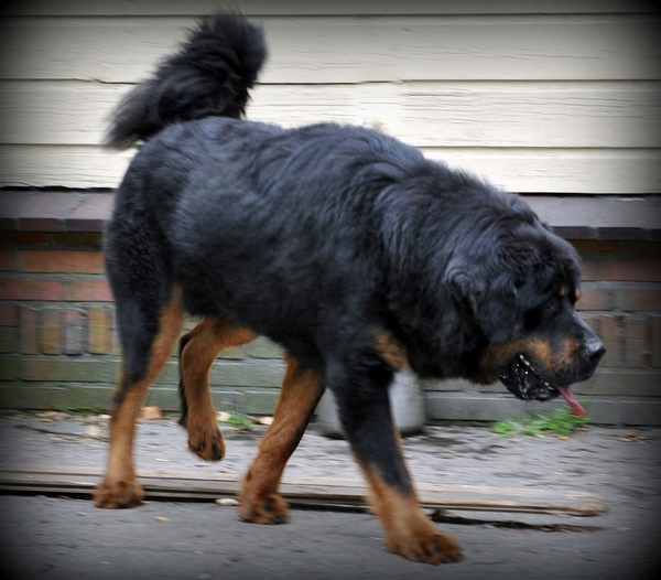 Detchema Tibetaanse Mastiff