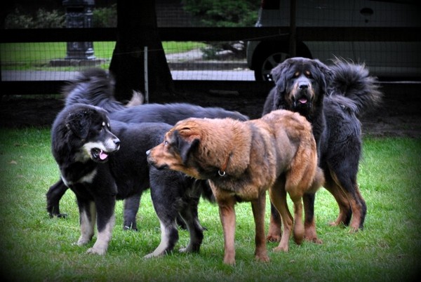 Detchema Tibetaanse Mastiff