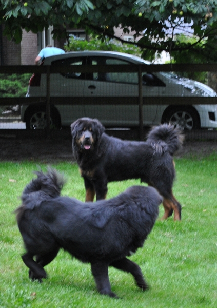 Detchema Tibetaanse Mastiff