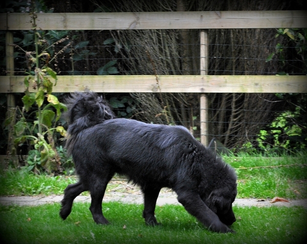 Detchema Tibetaanse Mastiff