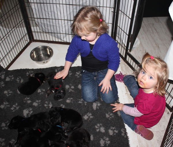 Detchema Tibetaanse Mastiff