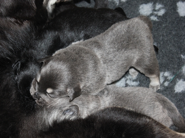 Detchema Tibetaanse Mastiff