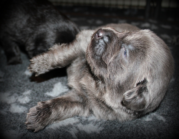 Detchema Tibetaanse Mastiff