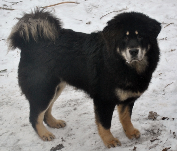 Detchema Tibetaanse Mastiff