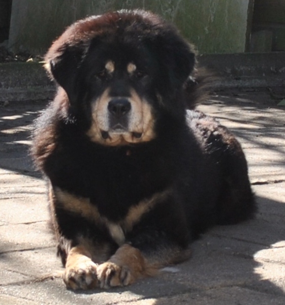 Detchema Tibetaanse Mastiff