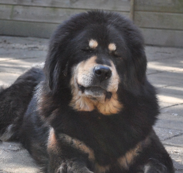 Detchema Tibetaanse Mastiff