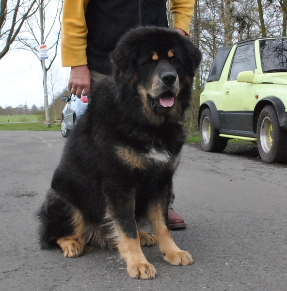 Detchema Tibetaanse Mastiff