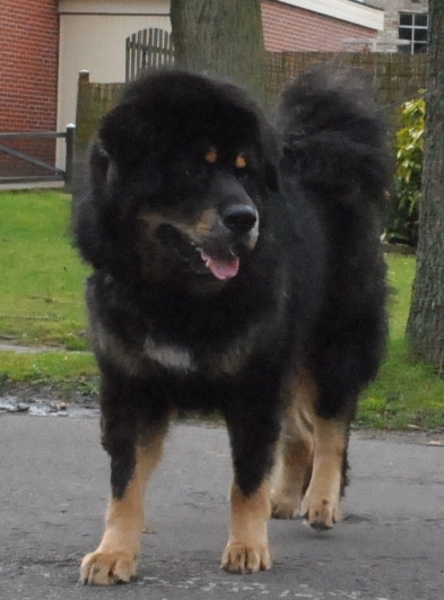 Detchema Tibetaanse Mastiff