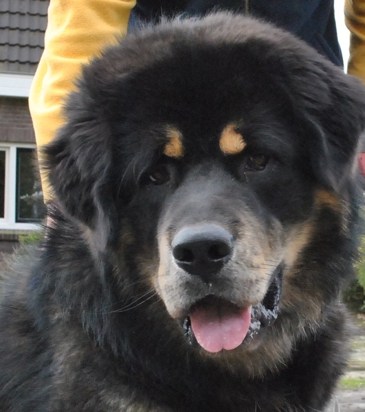 Detchema Tibetaanse Mastiff