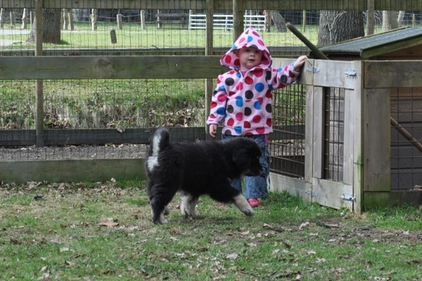 Detchema Tibetaanse Mastiff