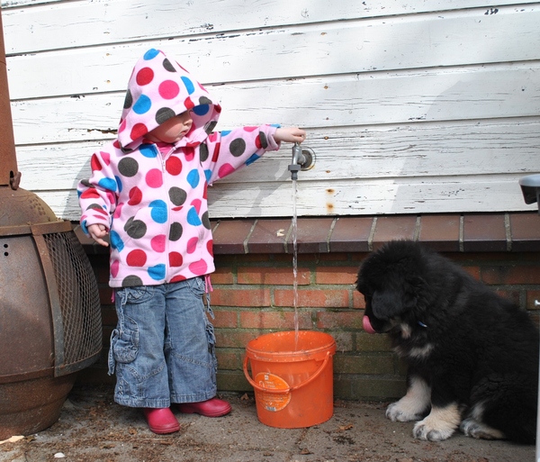 Detchema Tibetaanse Mastiff