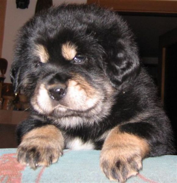 Detchema Tibetaanse Mastiff