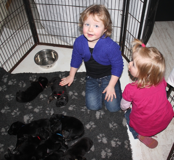 Detchema Tibetaanse Mastiff