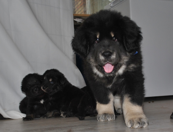 Detchema Tibetaanse Mastiff