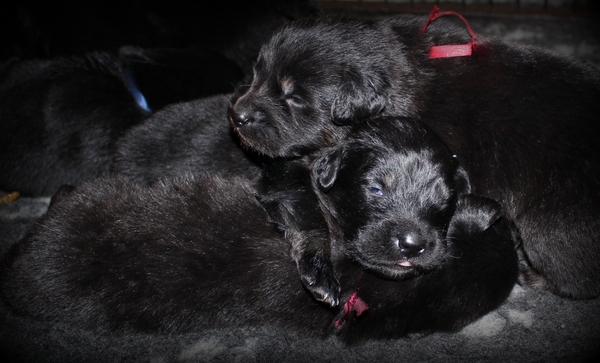 Detchema Tibetaanse Mastiff