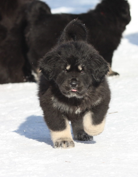 Detchema Tibetaanse Mastiff