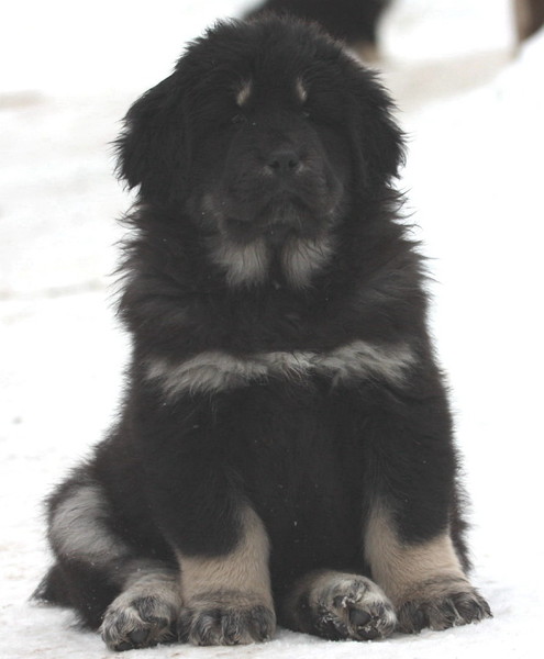 Detchema Tibetaanse Mastiff