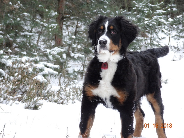 Berner Sennenhond