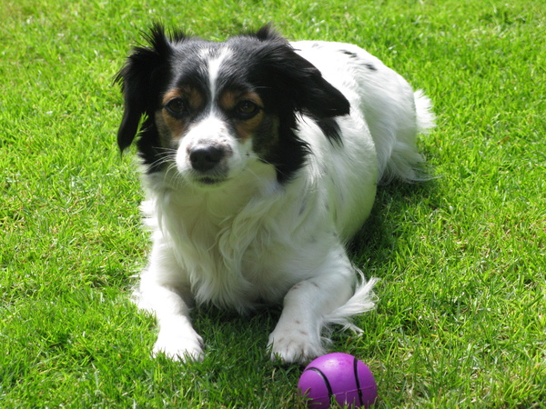 Jack Russell Terrier