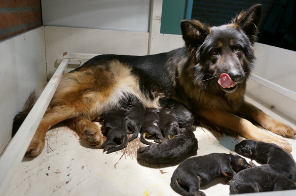 Oud duitse herder en Kooiker kennel