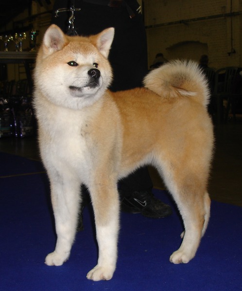 HINODE KARA