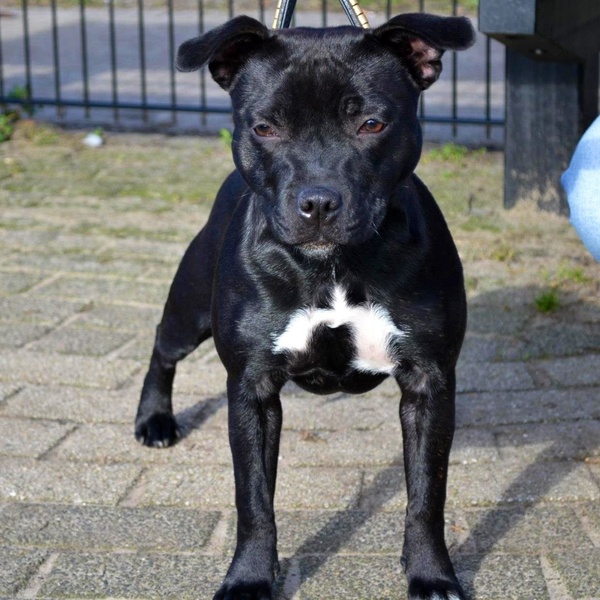 Staffordshire Bull Terrier