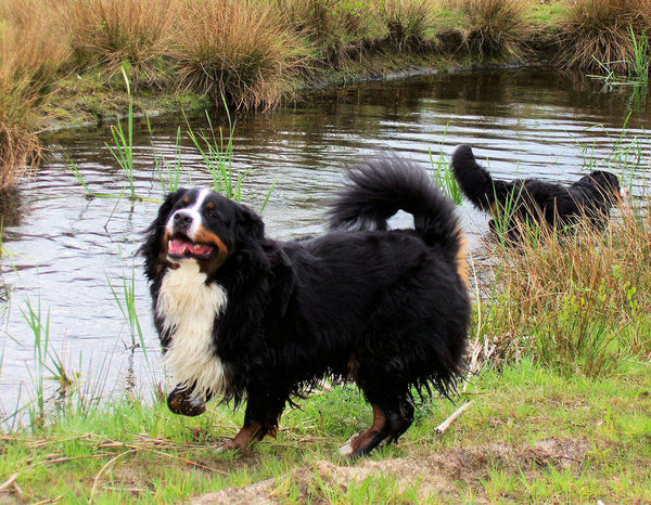 Berner Sennenhond