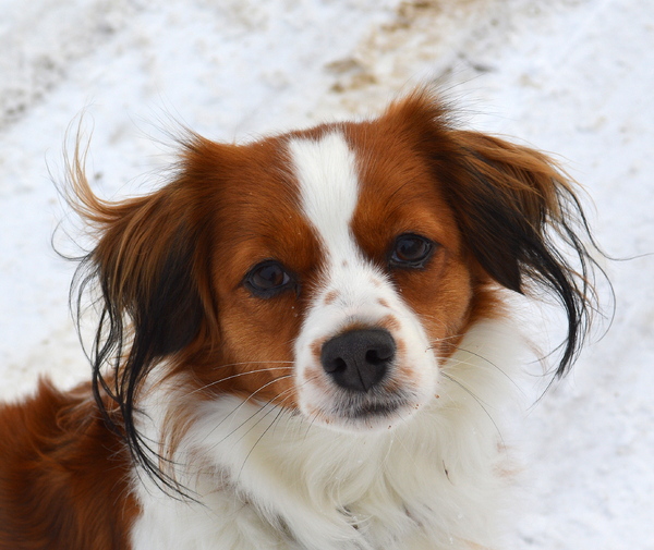 Kooikerhondje