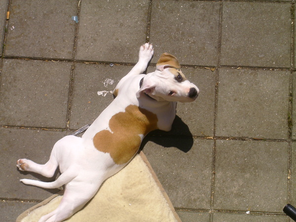 ice geniet van de zon in de tuin