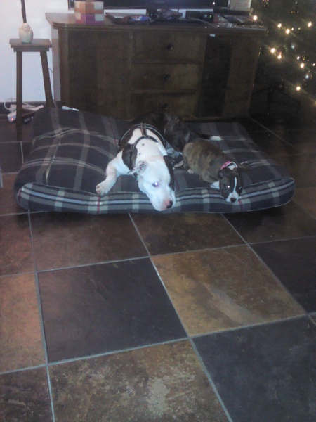 American Staffordshire Terrier